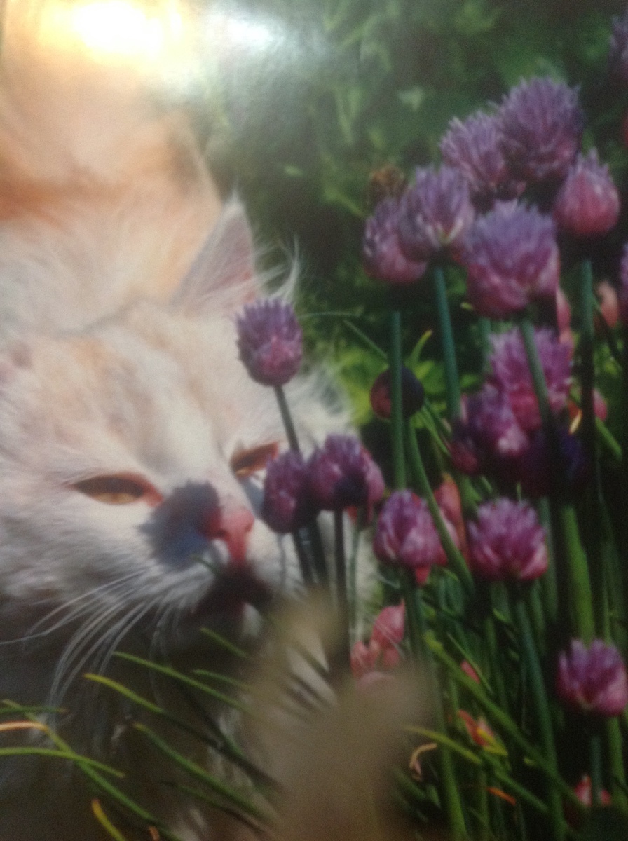 Мой котик Вася - символ свободы в этом мире