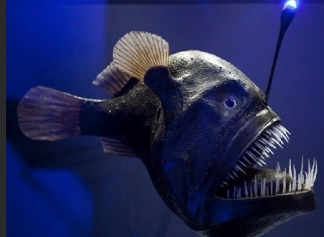 Все изображения взяты из открытых источников