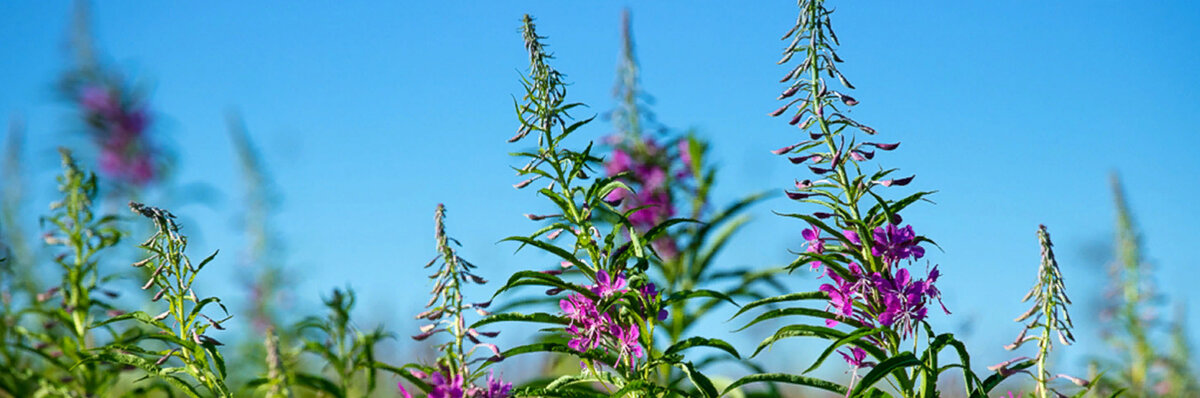 Перед  употреблением  проконсультироваться с врачом