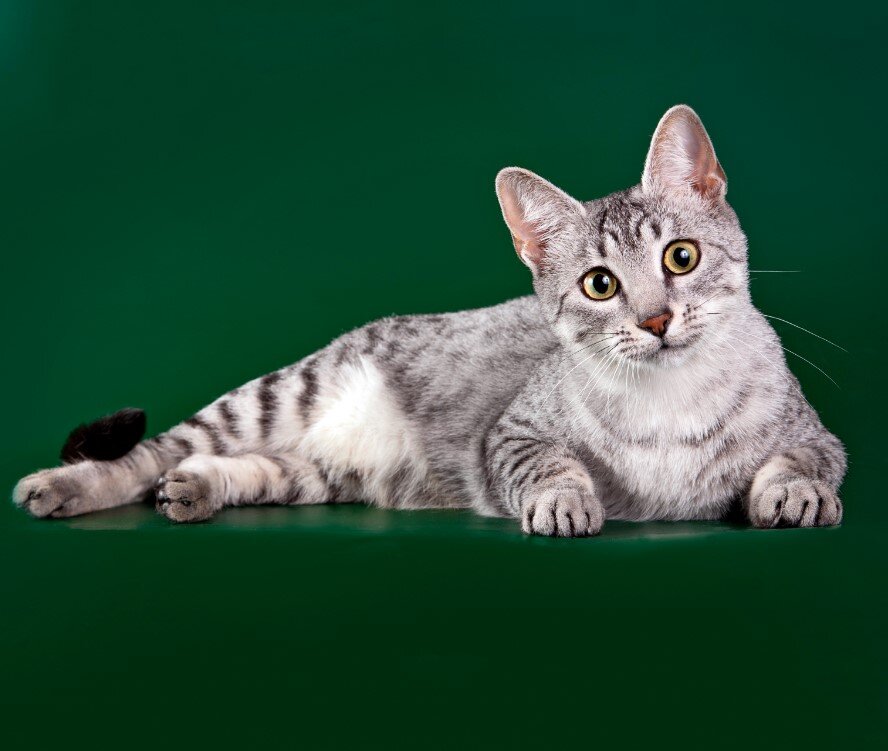 Найти породу кошки. Египетская МАУ. Порода Египетская МАУ. Кот породы Египетский МАУ. Порода кошек МАУ МАУ.