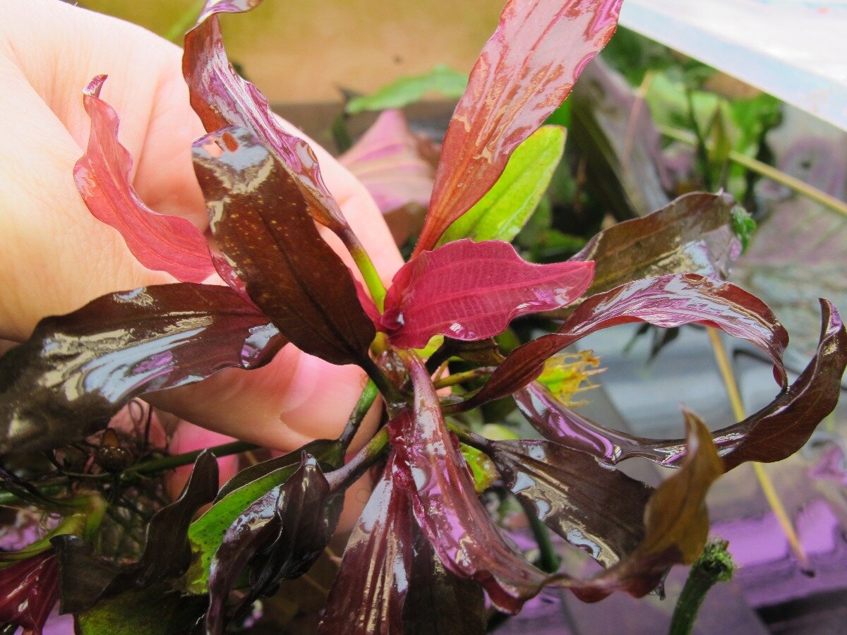 Куст вырастает в высоту до 30 см, а в ширину достигает 25 см. Черешок длиной 8-10 см зеленого оттенка. Глянцевые листья ланцетовидной формы достигают в длину 20-25 см, шириной они 3-4 см. У них волнистый край, а кончики слегка закручиваются. Цвет листьев сначала малиновый с темными прожилками, а по мере взросления листовые пластины приобретают вишневый окрас. У старого куста они практически черного окраса. Листовые пластины примыкают к черешку под разными углами и расположены практически вертикально. Когда листья начинают стареть, они приобретают горизонтальное положение. Корневище погружено в грунт и имеет утолщения – ризомы, которые располагаются горизонтально или вертикально. 