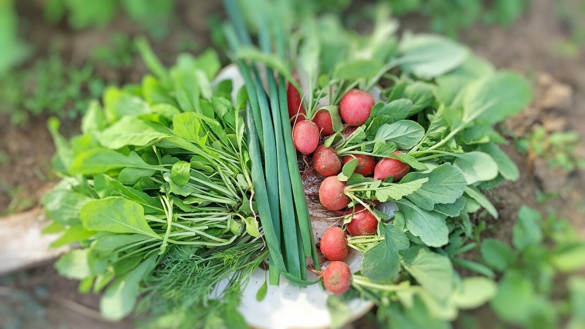  Урожай с моей теплицы теплицы.