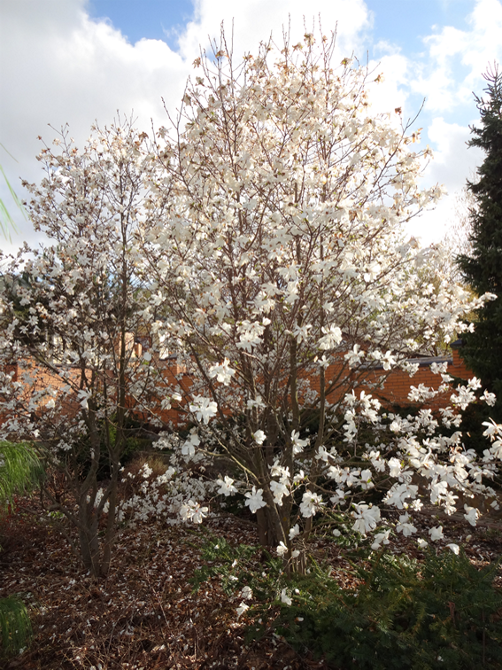Магнолия звездчатая. Фото Надежды Благиревой, май 2019  