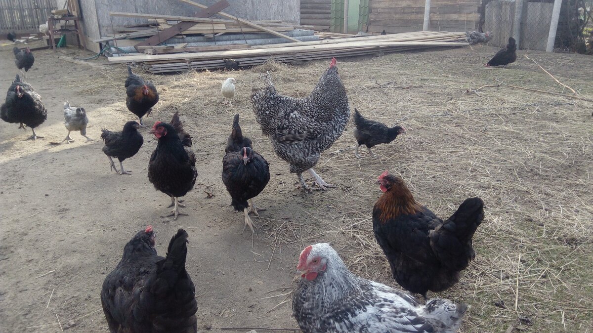 Куры различных возрастов
