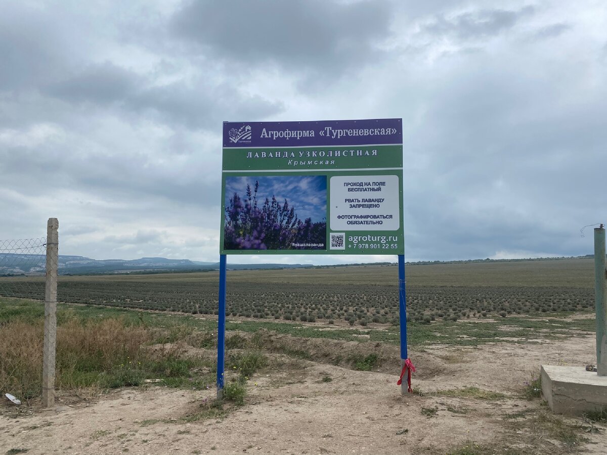 На въезде в агроферму стоит табличка «Вход на поле бесплатный, рвать лаванду запрещено, фотографироваться обязательно»