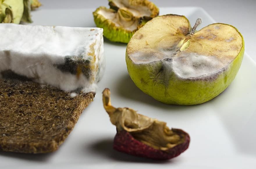 можно ли есть продукты с плесенью. плесневые грибы на продуктах питания. плесень на продуктах. испорченный сыр. плесень на продуктах.