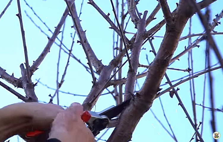 Обрезка вишни осенью