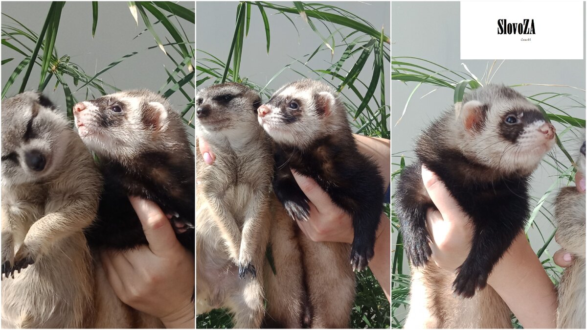 Хорек Треш и сурикат Нафаня