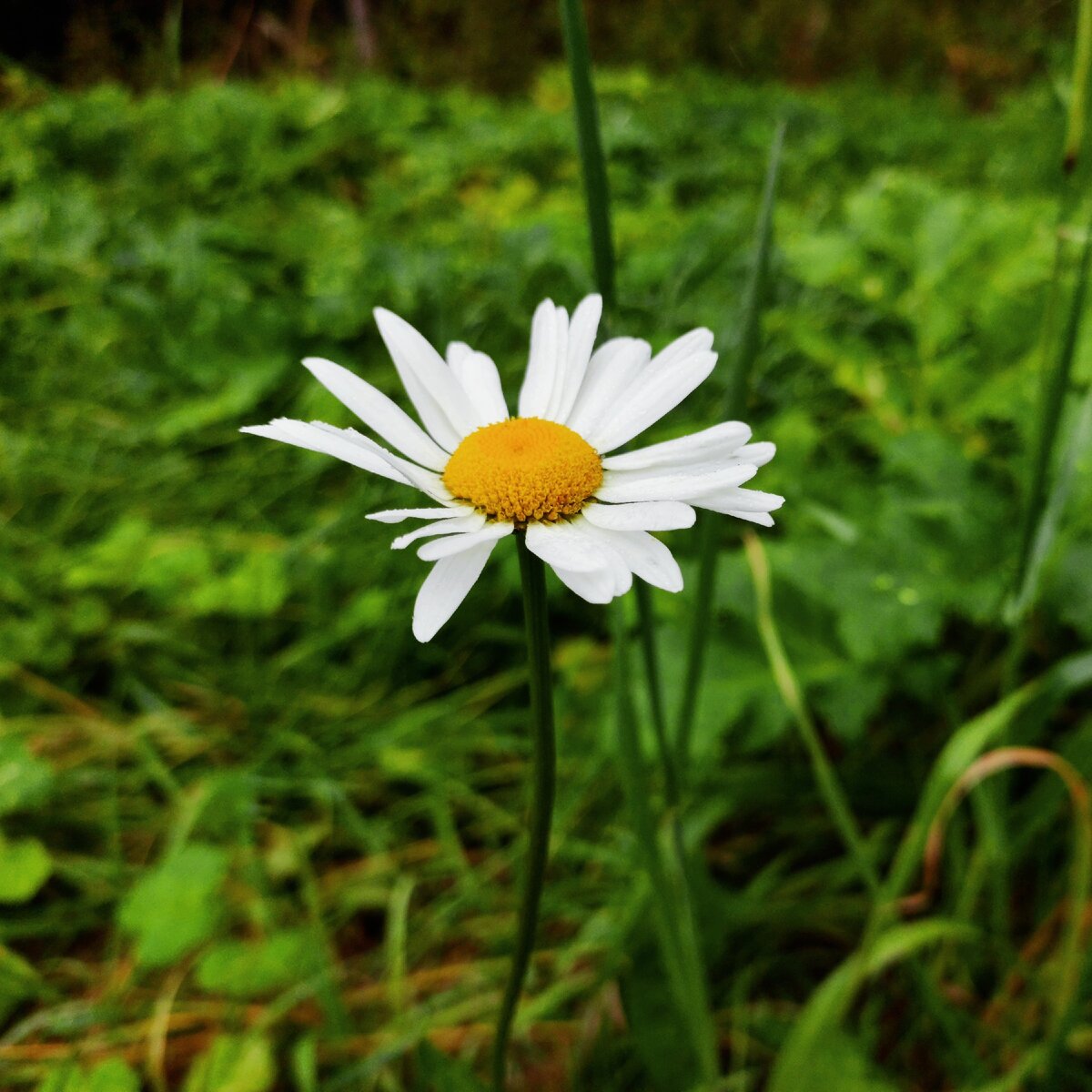 Осенняя ромашка для поднятия настроения