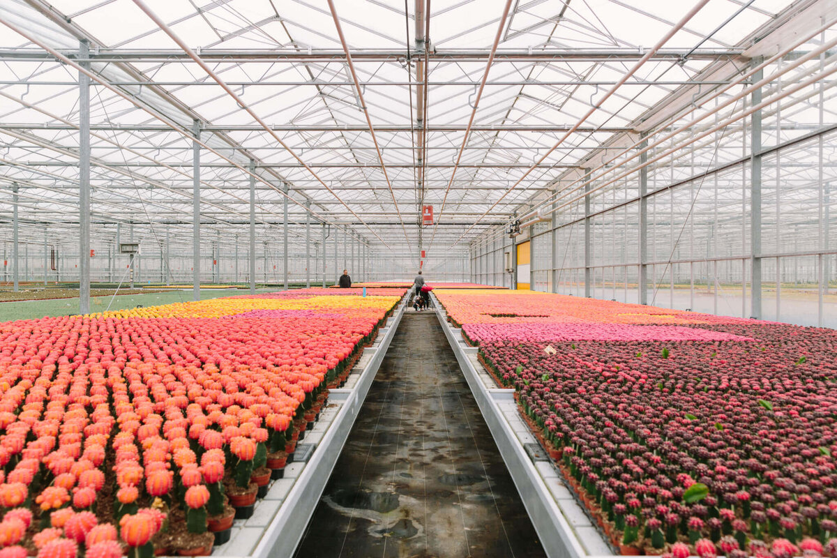 фото visitaalsmeer.nl