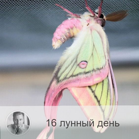 Подписывайтесь и ставьте 👍
16-ый лунный день с 18:40 2-ого по 18:51 3-ого. 🔆 Время гармонии души и тела.
🕊 Символы дня - голубь, бабочка.
🎂 Люди, рождённые в этот лунный день, должны отлеживать свои мысли и помнить, что они могут не совладать со своими фантазиями, они могут работать со временем и осуществлять бессознательную коррекции прошлого. Таким людям дана возможность достичь высокой цели, поскольку душа их свободна.
💍 Камни - турмалин, изумруд, жемчуг.
🌞 Очень гармоничный, светлый, спокойный день. Главная задача сегодня — сохранять благодушие и внутреннее равновесие, нельзя проявлять агрессию, повышать голос, включать громкую музыку, вести себя вызывающе. Эти лунные сутки идеальны для тихого домашнего времяпрепровождения и занятия бытовыми делами, это период скромности и сдержанности.
✅ Рекомендуемые практики: гармонизирующие упражнения.
В это день полезно выполнять физические упражнения, которые способствуют гармонии.
💊Полезны любые очищающие процедуры для тела и уборка дома; благоприятны процедуры, направленные на лечение заболеваний крови и физические упражнения.
❌Запрещено: ругань, зависть, злоба.
В этот день нельзя кричать и вести себя бесцеремонно. Зависть, агрессия, злоба могут перечеркнуть эффект всех предыдущих практик и со временем привести к заболеванием крови. Нежелательное употреблять грибы, животную пищу и продукты, удлинённый формы.
⭕️Уязвимые органы: селезёнка.
Сегодня рекомендуется чистить селезёнку – орган, отвечающий за иммунную защиту организма.
⚠️ Знак:
Если в этот день испачкалась одежда, то вы совершили какой-то неблаговидный поступок и замарали свою душу. Нужно проанализировать свое поведение и попросить прощения у того, с кем поступили неправильно.
💤Сны помогают ослабить внутреннее напряжение и справиться с болезнью.

—————
🔭 Заказать прогноз о будущем 👉 numeromagic.ru/uslugi
👩‍👧‍👧 Посмотреть / Оставить отзыв 👉 numeromagic.ru/reviews