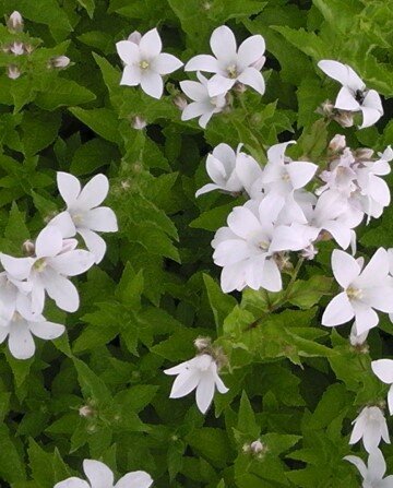 Колокольчик молочноцветковый Альба (Campanula lactiflora Alba)