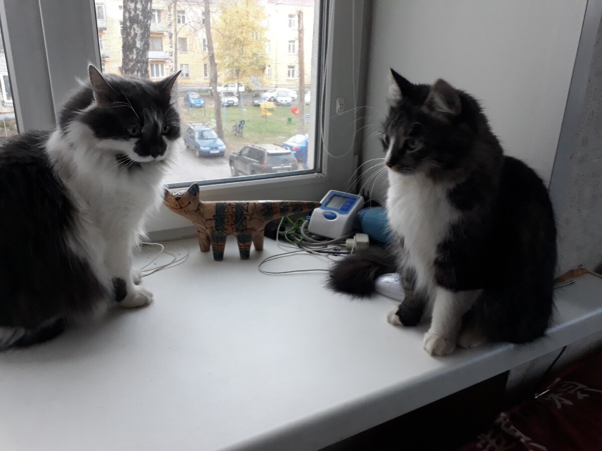 как из-за окна за птичками наблюдать !