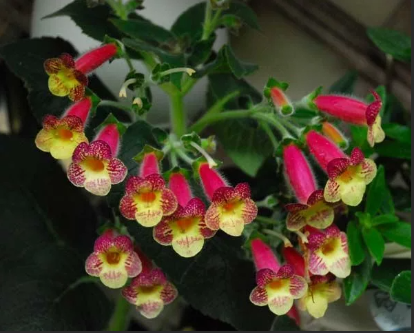 Колерия с пестрой окраской цветов