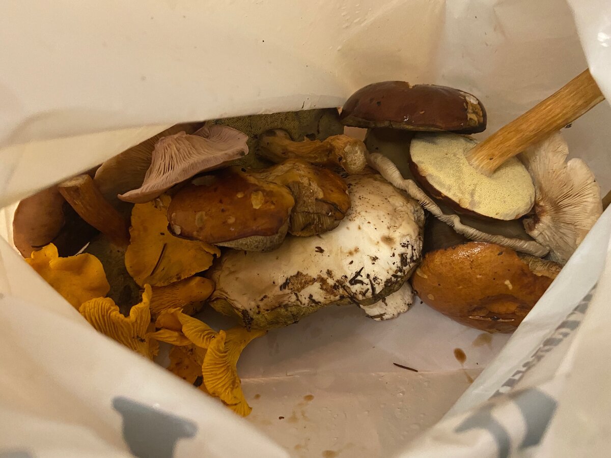 Пакет с грибами 