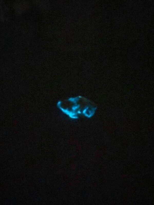  В сообществе Коммуналка ИФ в Facebook появилось сообщение от Olena Zaslavska, где она рассказала о светящейся в темноте курице. Читай также: В Ивано-Франковске неизвестные оставили без газа сотни домов По словам женщины, она купила в супермаркете курятину, бросила в борщ, а кусочек дала кошке. Кошка не съела. А когда женщина встала ночью, увидела, что курица светится. "Как выбрасывала кусочек в помойку, то жир на пальцах светился тоже", - добавила женщина и приложила фотографию.  Среди комментариев появились и советы специалистов, которые объяснили такой феномен.  Читай также: Житель Ивано-Франковщины напился и стрелял с балкона "Данный вид порчи возникает в результате размножения на поверхности мясной туши фотогенных бактерий, которые являются аэробами, обладающие способностью свечения - фосфоресценцией. Мясо заражается ими при хранении в камерах хранения. Свечение обусловлено наличием в клетках бактерий фотогеннои вещества (люциферин), который окисляется кислородом при участии фермента люциферазы. В группу фотобактерий относятся грамотрицательные и грамположительные палочки (кокки и вибрион). Фотогенные бактерии хорошо размножаются на рыбе и мясе, но не вызывают каких-либо изменений их запаха, консистенции и других органолептических показателей. Бактерии светящиеся поражают не только свежее мясо, мясные полуфабрикаты, но и колбасные изделия. Фосфоресценция появляется при наличии влажной среды через 3 ... 4 суток после убоя. При появлении первых признаков гнилостного разложения фосфоресценция прекращается, поскольку протеолитические бактерии инактивируют фосфоресцирующего микрофлору. Мясо с фосфоресценцией пригодно для потребления, поскольку не установлено образования токсинов", - говорится в комментарии. Сама женщина отнеслась к этому с юмором. "Уже и борща на этом мясе поела - очень был хороший)) ", - написала пользовательница. Напомним, ранее сообщалось, что за убийство курицы украинца осудили на пять лет.
Что думаете о таком??
 