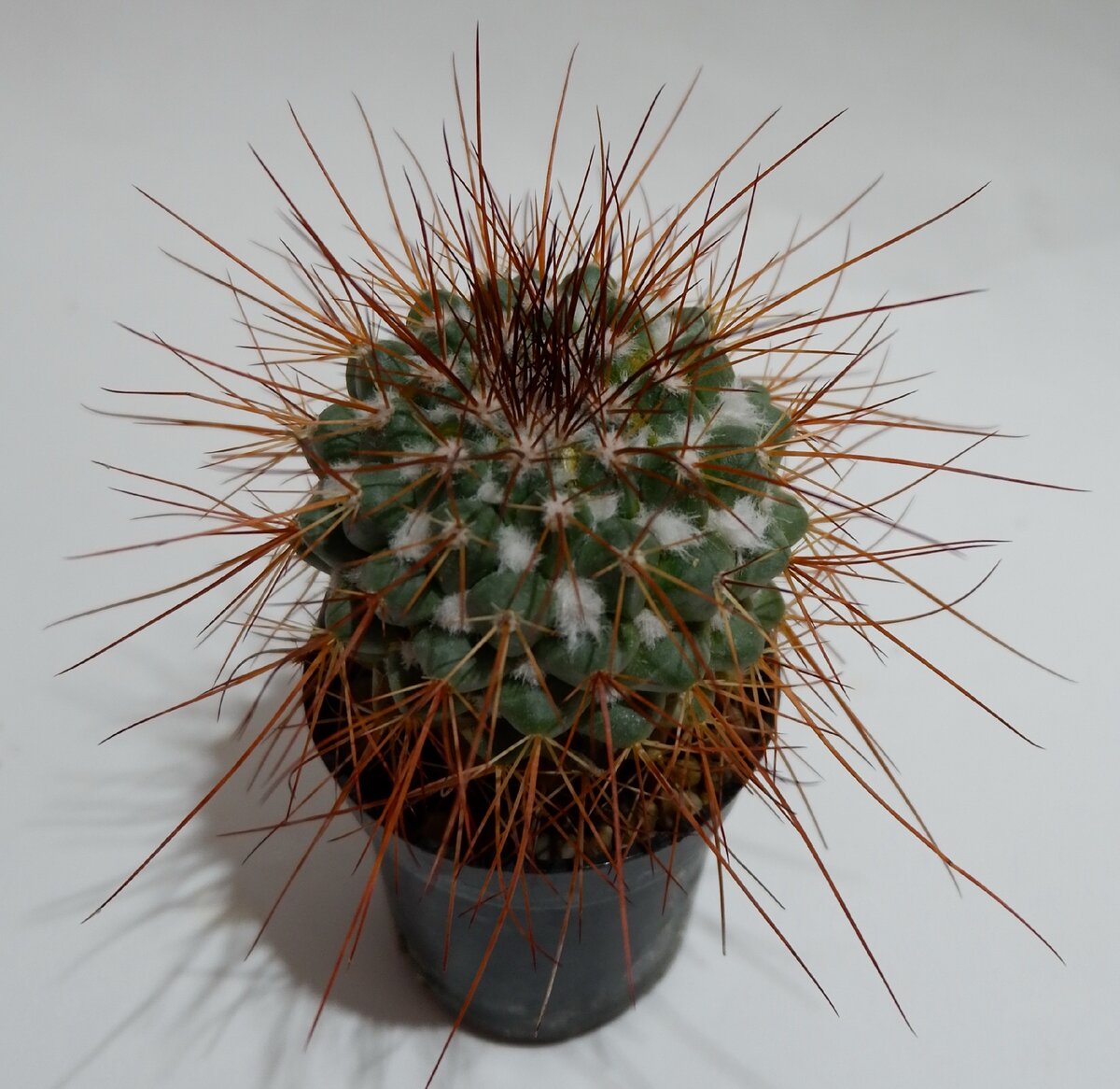 Колючки что надо. Да?