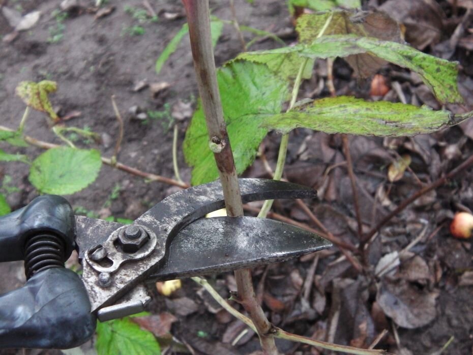 Обрезаю малину ну на 50 см от земли. Фото автора