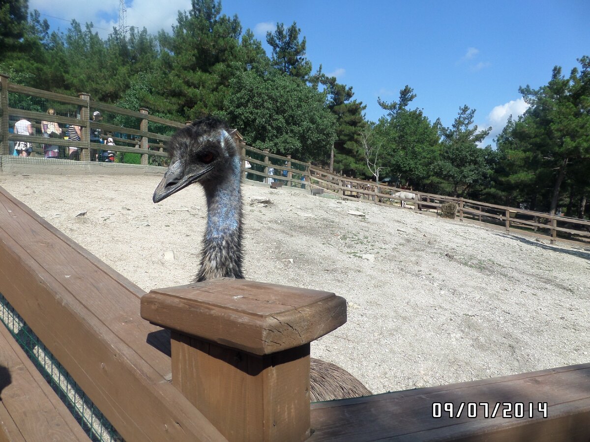 Животные парка