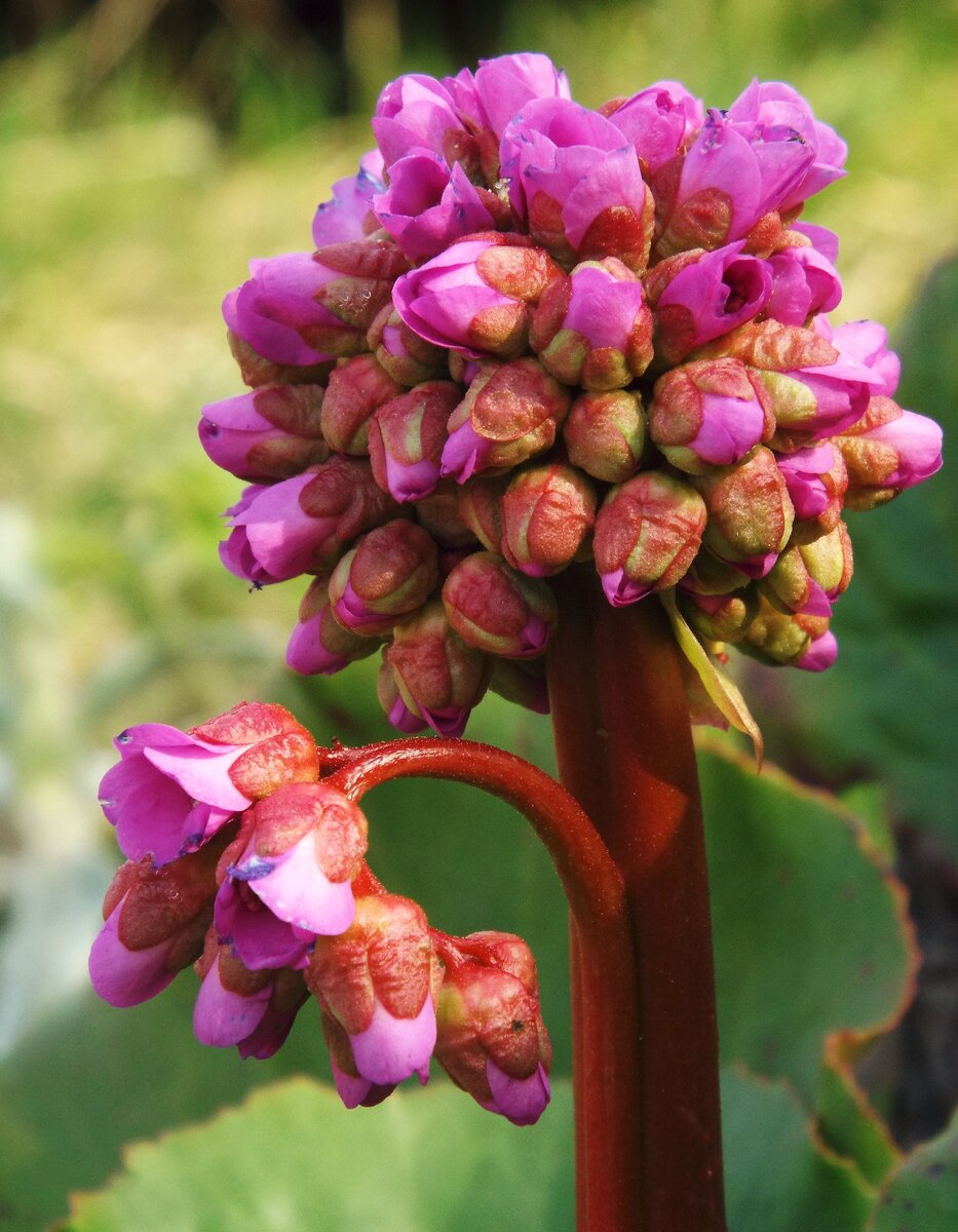 Бадан толстолистный. Бадан толстолистный Bergenia crassifolia. Бадан толстолистный (в. crassifolia). Бадан Бергения.