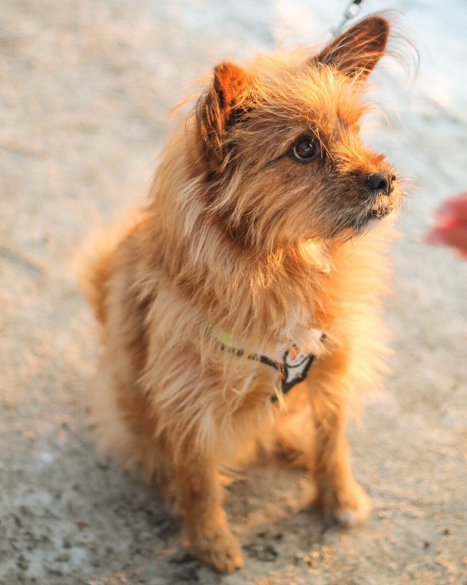 Он же- Иржик-Чиржик-Биржик-Коржик