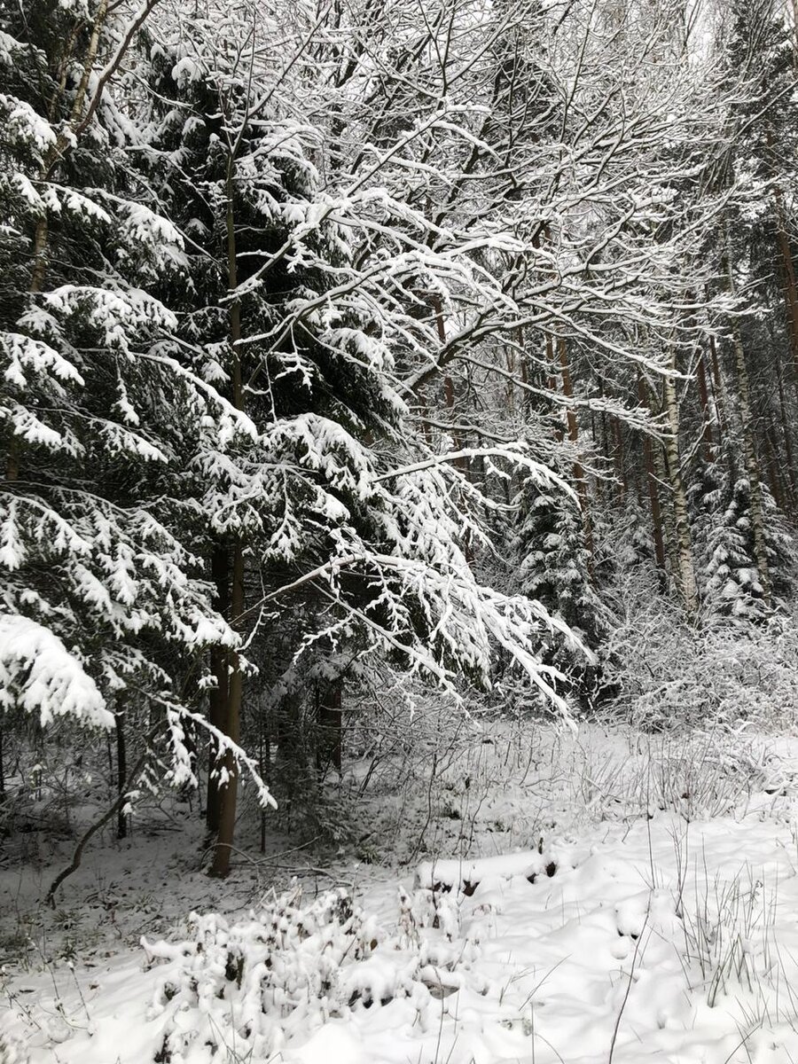 Зимняя сказка