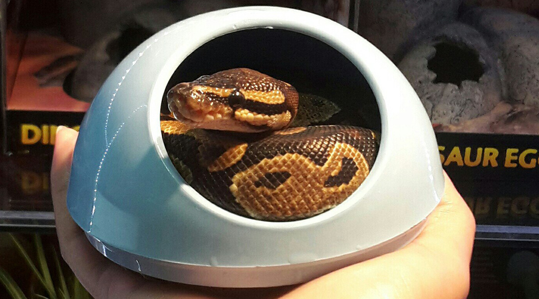 Королевский питон (лат. Python regius)