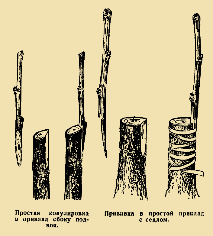 А вот и весна! Что делать в саду и огороде?