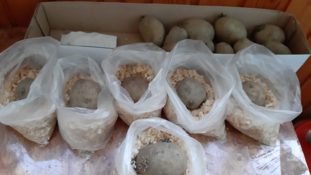 Раскладываю клубни на опилки. Фото автора.