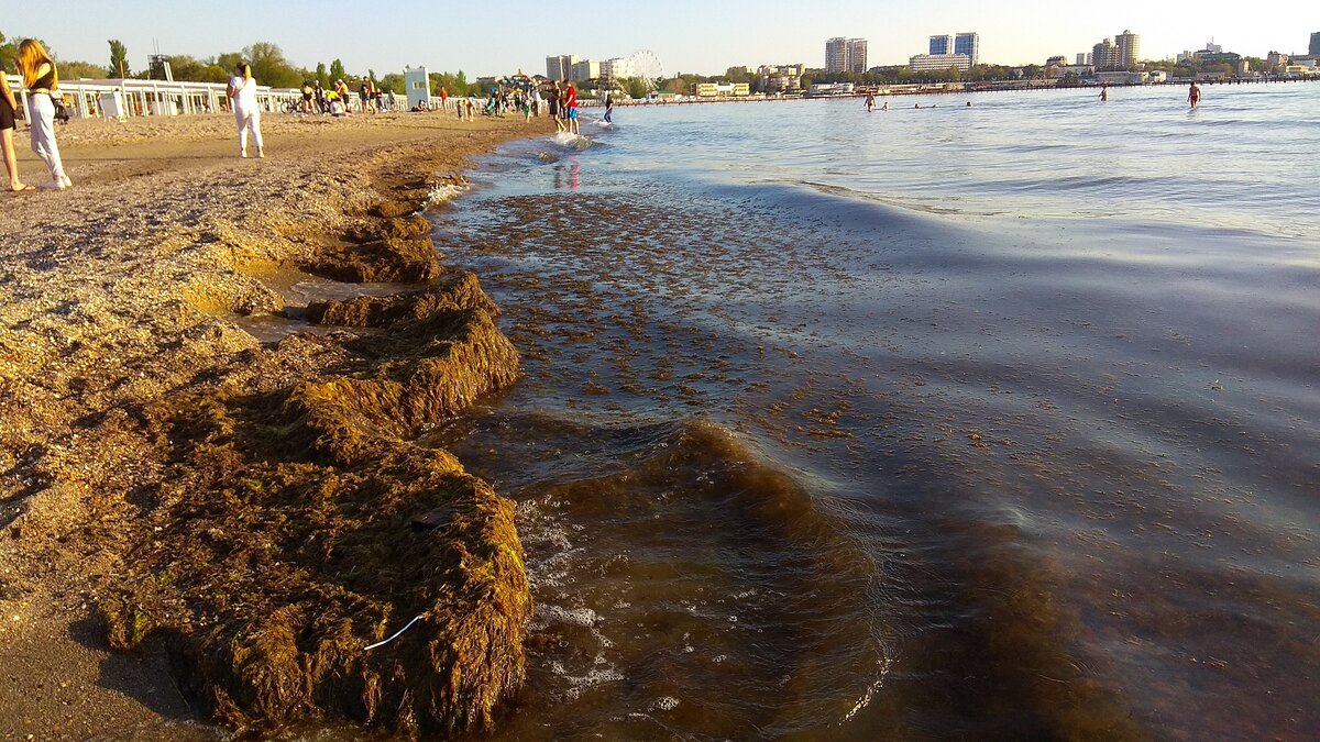 Когда цветет море в геленджике. Море цветет. Черное море цветет. Горьковское море цветет.