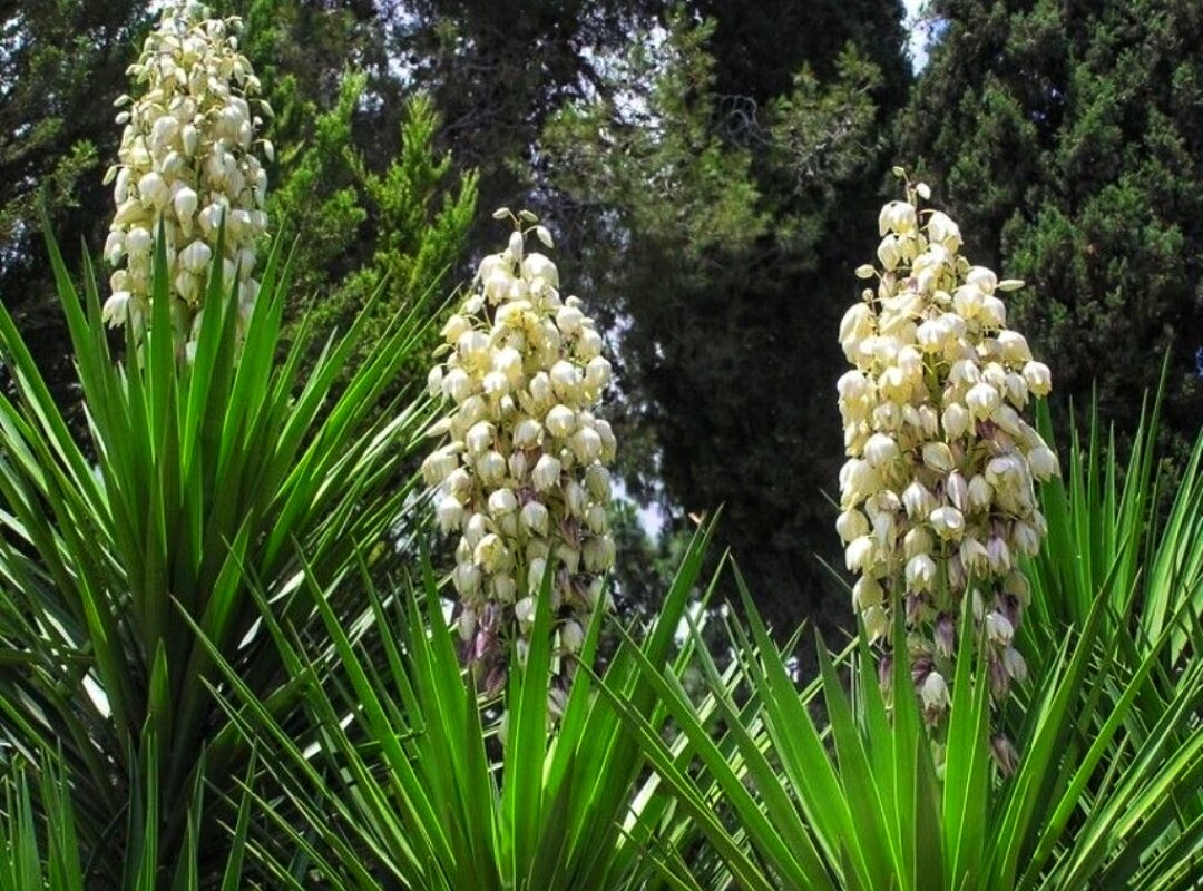 Цветок юкка фото садовая. Цветок Юкка нитчатая. Юкка нитчатая (Yucca filamentosa). Юкка алоэлистная. Юкка стволовая.