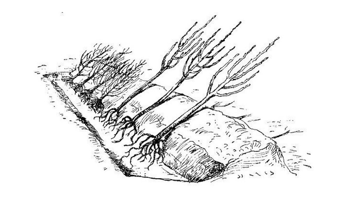 Так саженцы можно сохранить до весны