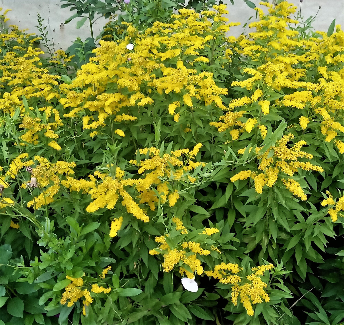 Мечты, золотые, не сбывшиеся. Фото автора канала.