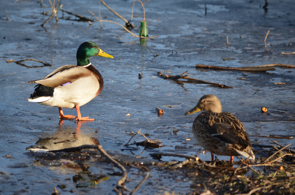 Утка-кряква - пара