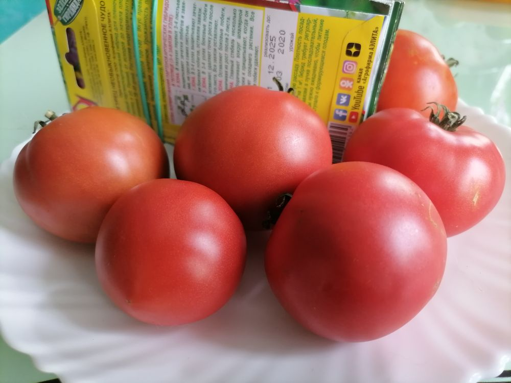 Сорт помидор лакомка. Сорт помидор лакомка. Шоколадная лакомка томат. Сорт томатов черная лакомка. Монетка томат описание.