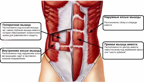 Рельефный пресс: как быстро накачать мышцы живота