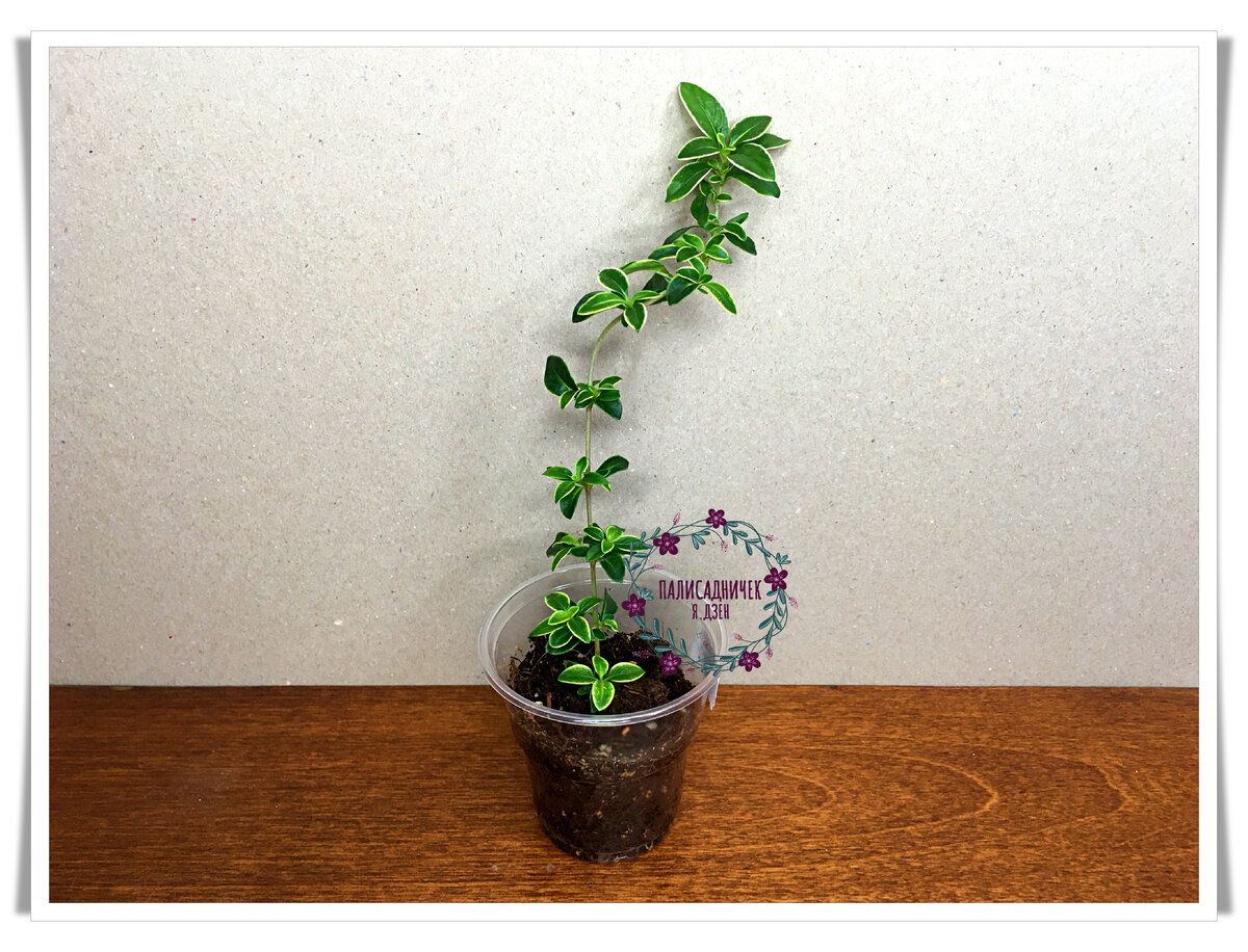 Пока это вытянутая веточка в листочках, но по весне я надеюсь начать формировать красивый куст, укоренив срезанные веточки. Листайте, пожалуйста. ⏩⏩