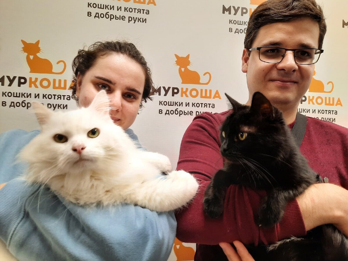 Ивент с котиками. Кот на мероприятии. Коты из приюта Ярославль