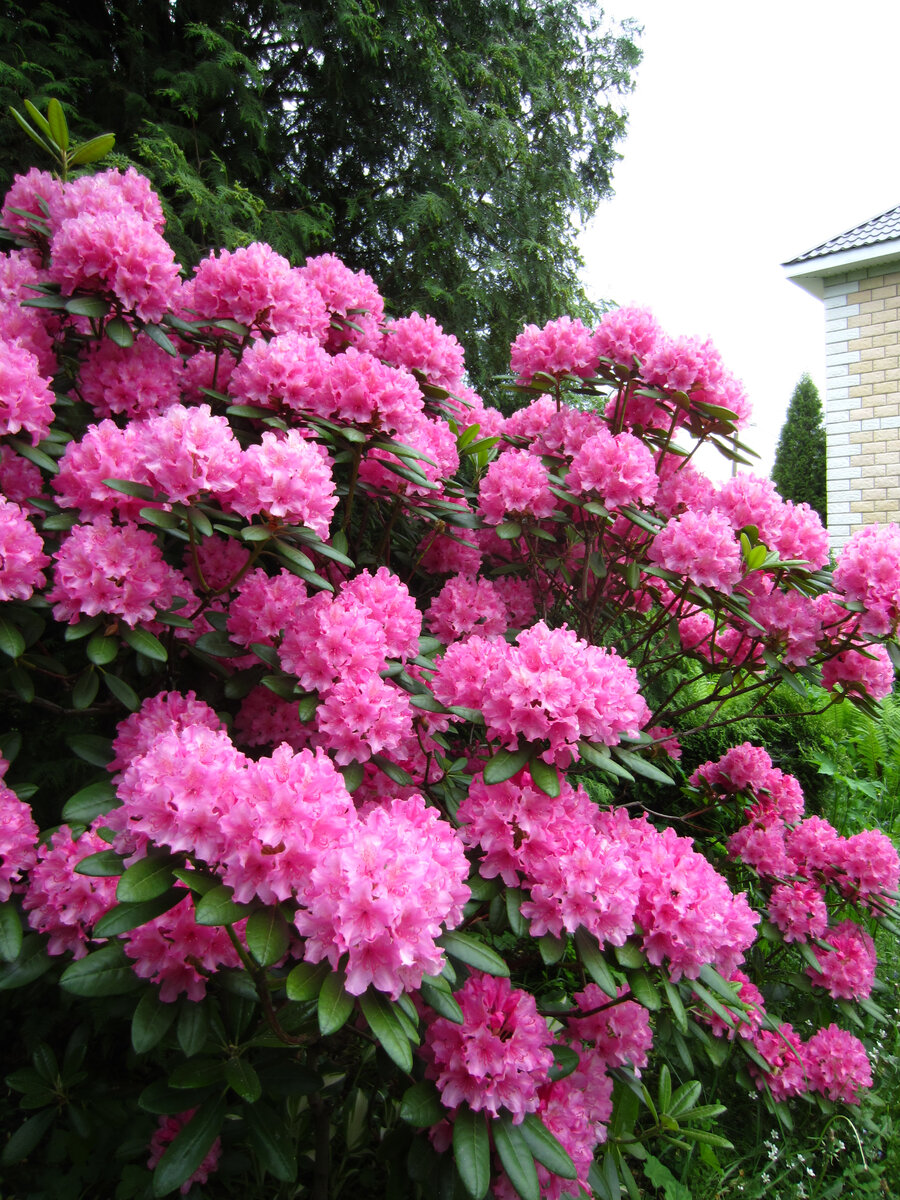 Цветение, июнь 2021