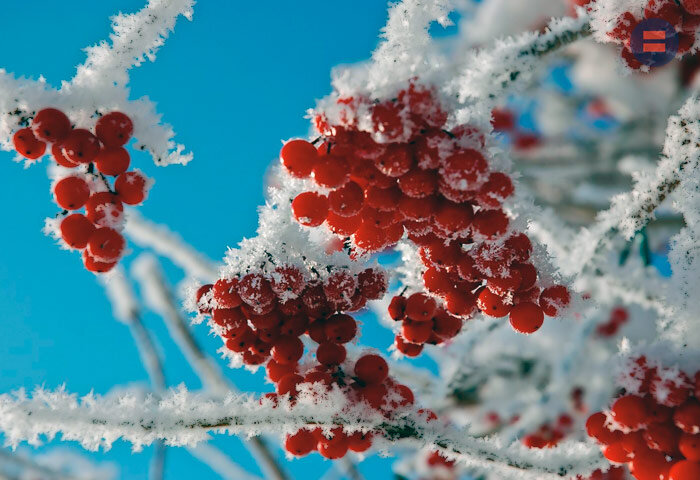 Урожай рябины - зима будет холодной