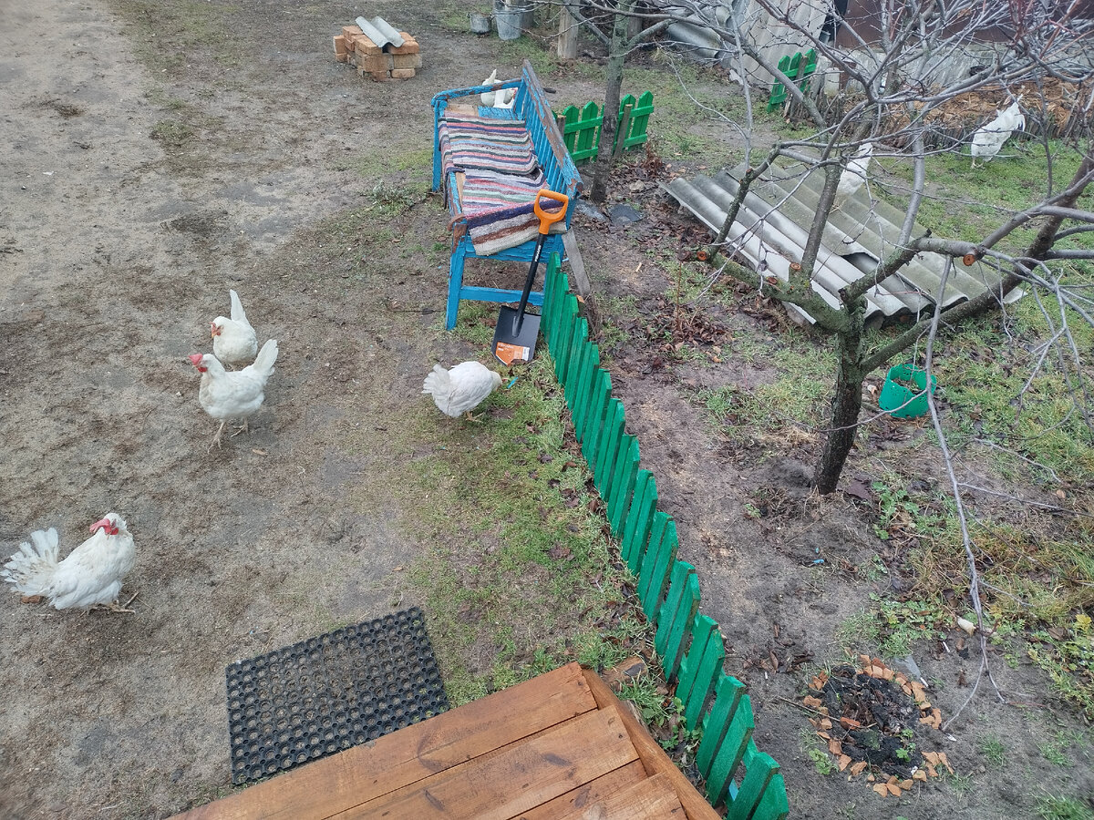 Травку щиплют.