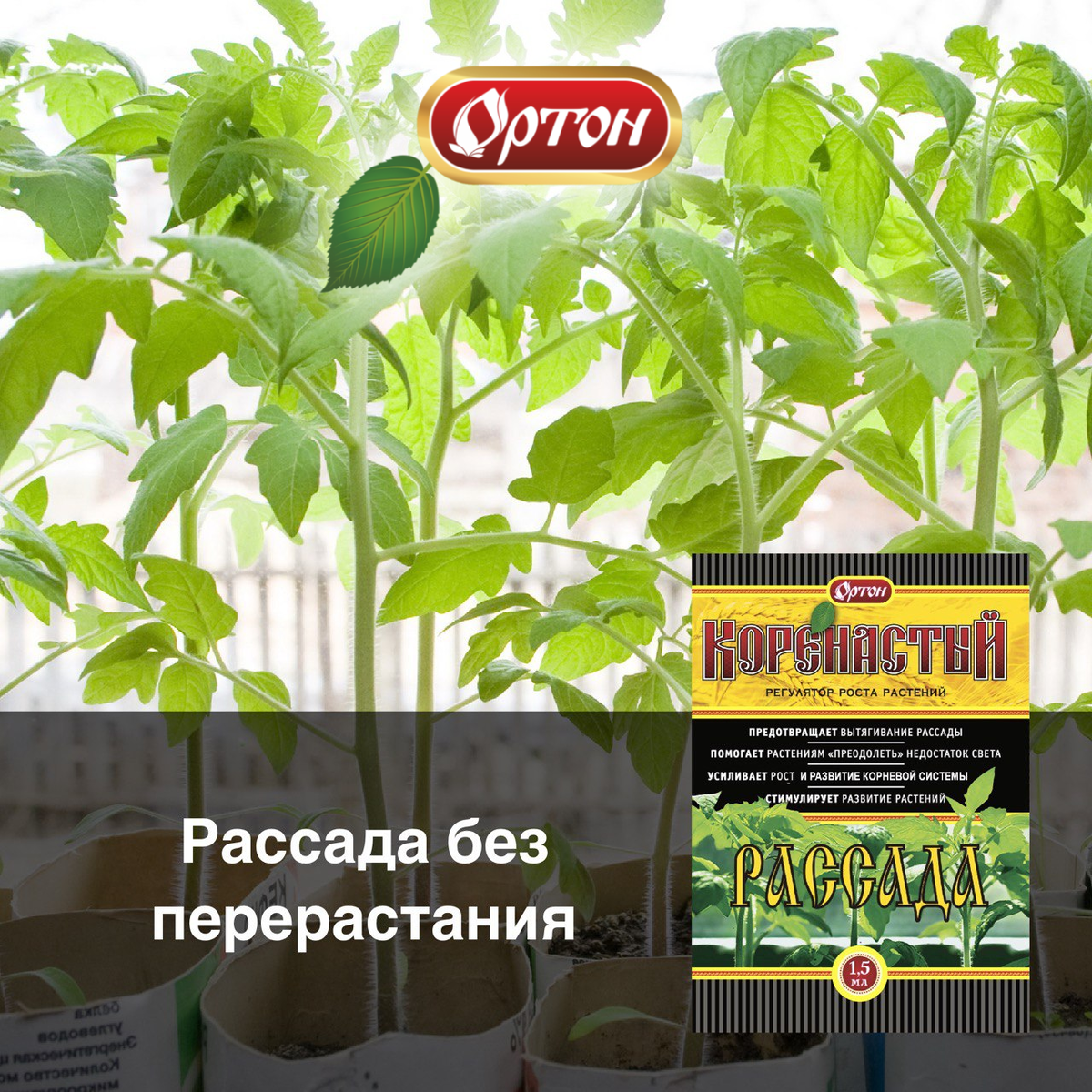 Залог развития здоровой рассады