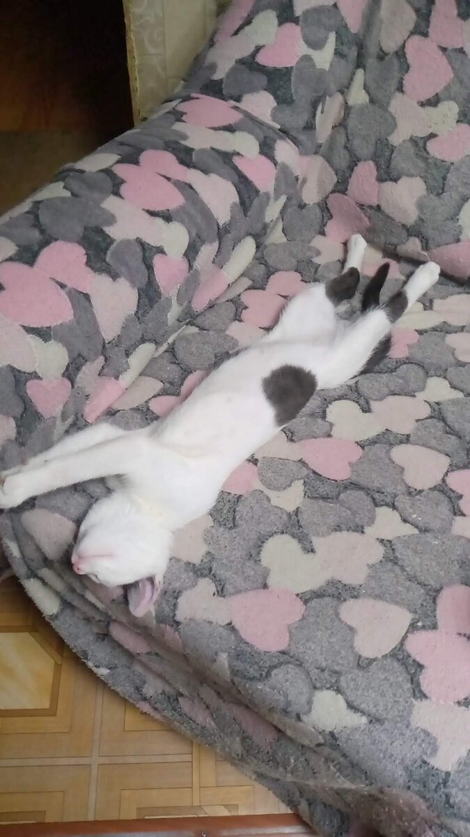 кот Марти
