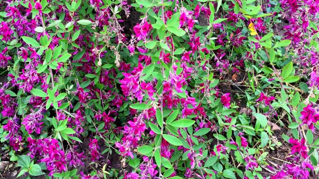 Леспедеца  красивоцветущий кустарник.