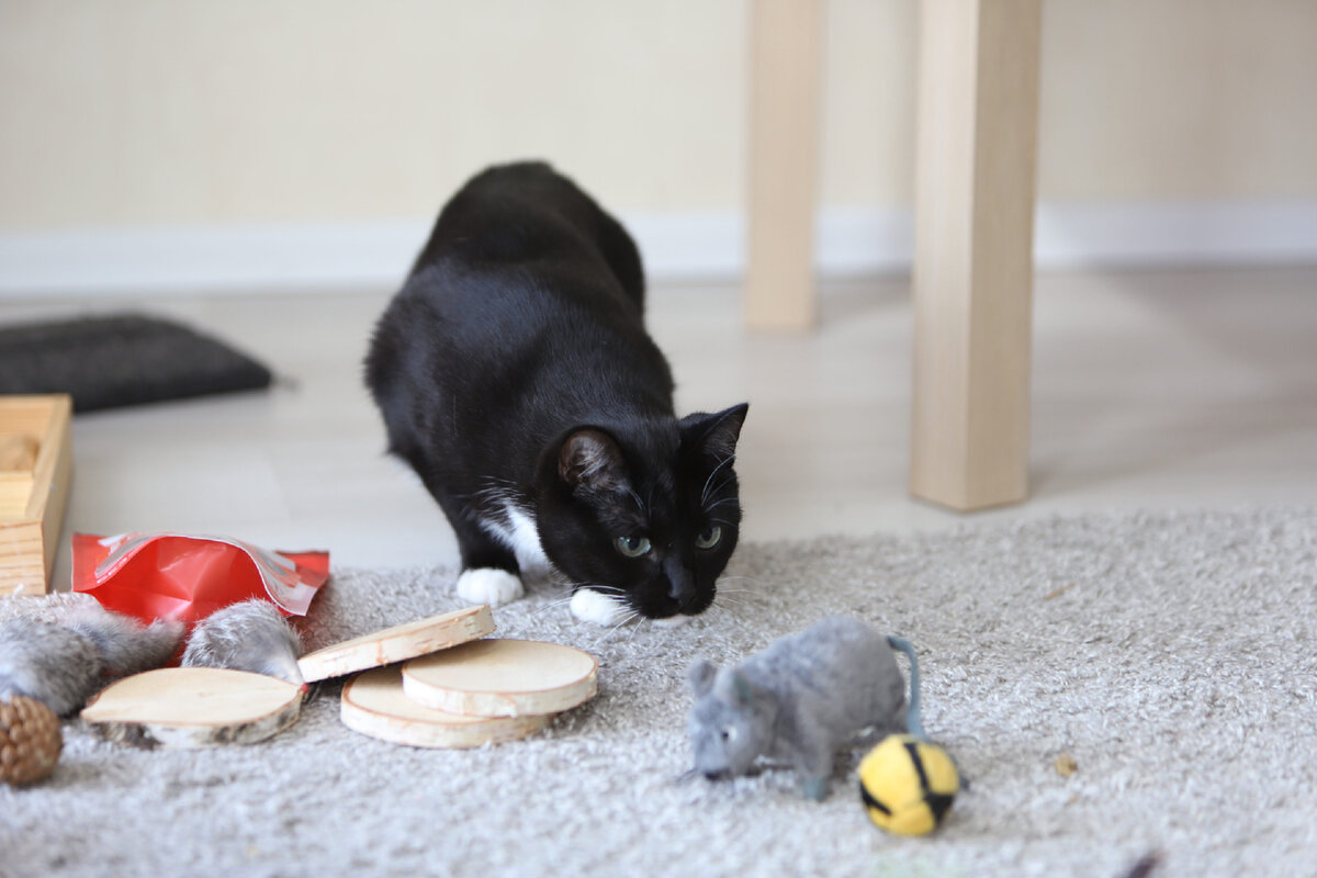 Погоня за пером