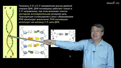 Дубынин В.А. - 100 часов школьной биологии - 2.6. Транскрипция, типы РНК.