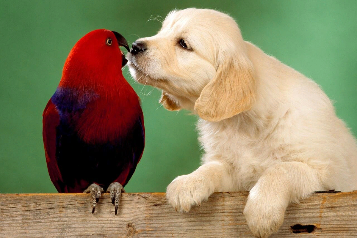 Терпеливые животные. Животные дружат. Любовь животных. Дружба разных животных. Необычная Дружба животных.