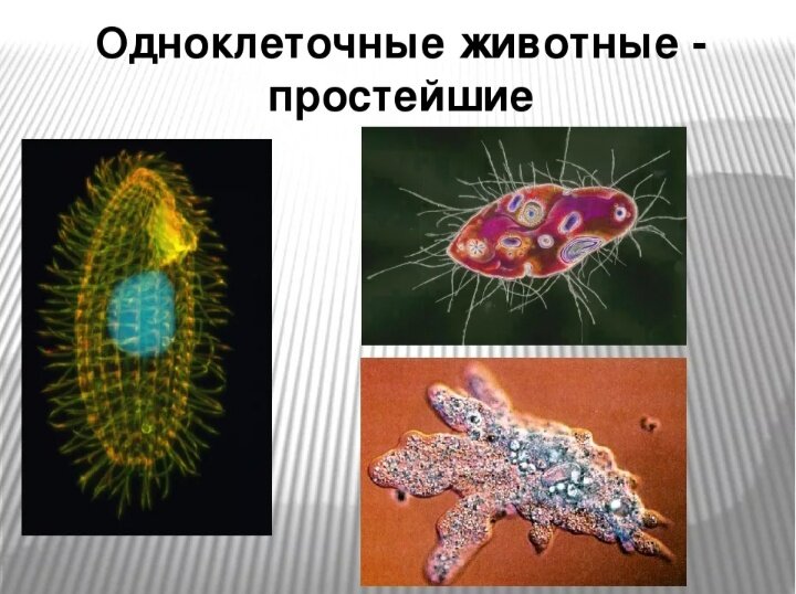 Одноклеточные животные презентация