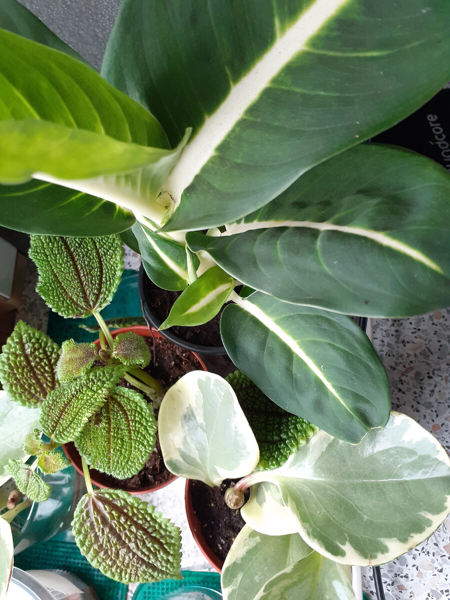 Люблю красивые листья!