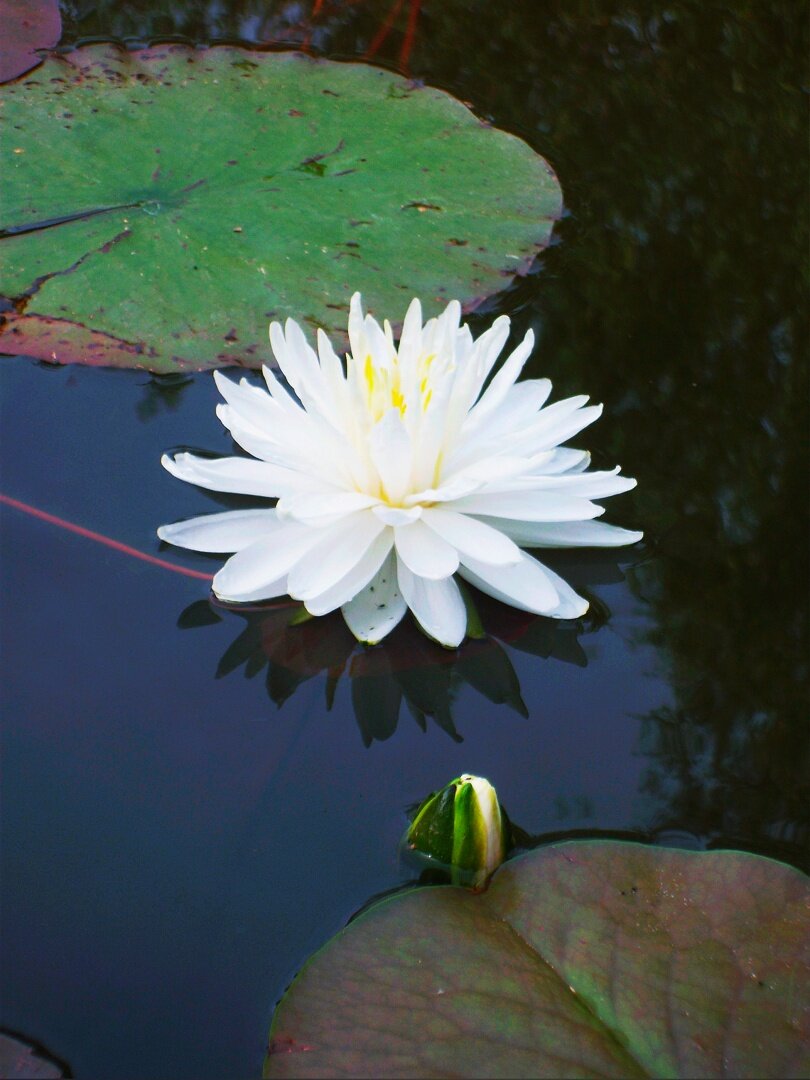 Кувшинка Сноуфлэйк ( СНЕЖИНКА )https://vk.com/kuvshinki_karpi